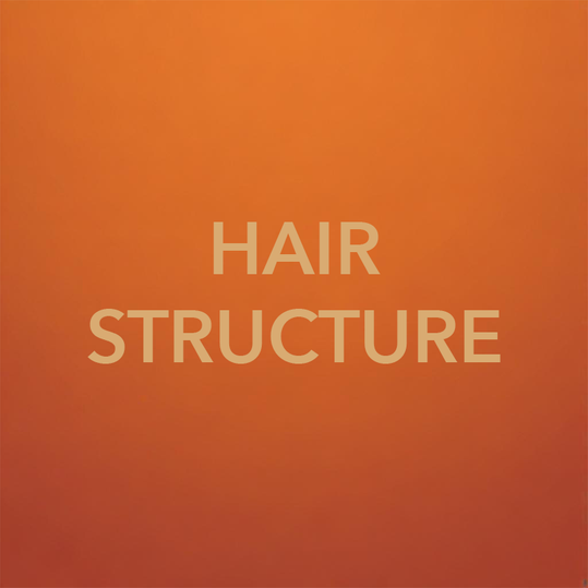 Ep 6 | THE HAIR STRUCTURE